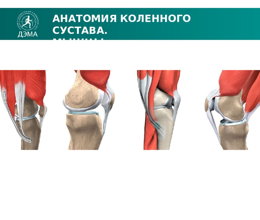 Лигаментоз крестообразных связок коленных. Коленный сустав анатомия. Мышцы коленного сустава анатомия. Движения в коленном суставе анатомия. Растяжение мышц коленного сустава.