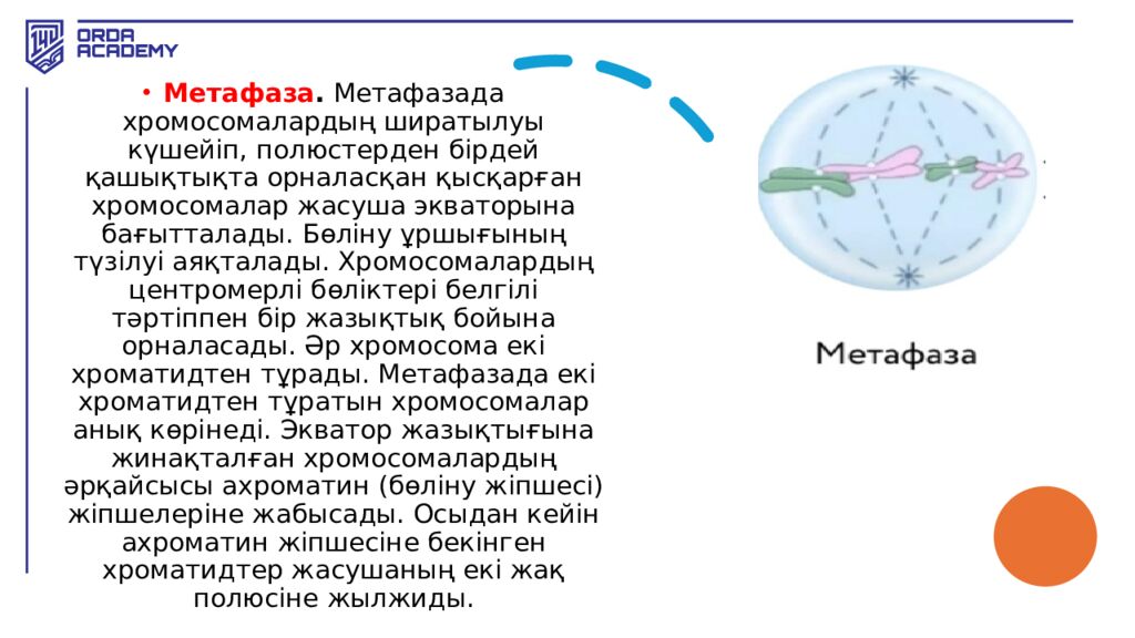 Жасушалық цикл