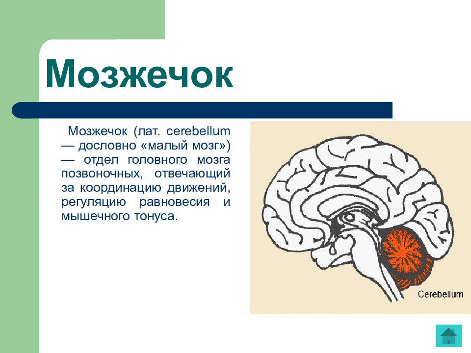 В задний мозг входит мозжечок. Функции мозжечка в головном мозге. Отделы головного мозга и их функции. Отделы головного мозга мозжечок. Отдел головного мозга отвечающий за координацию.