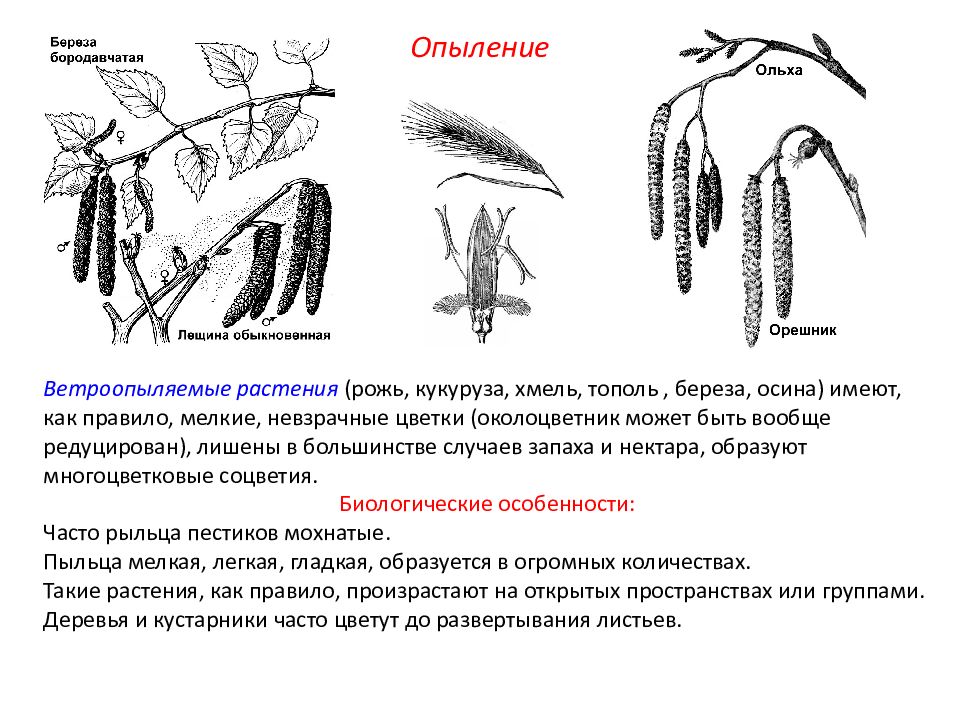 Рассмотрите рисунки определите тип опыления растений