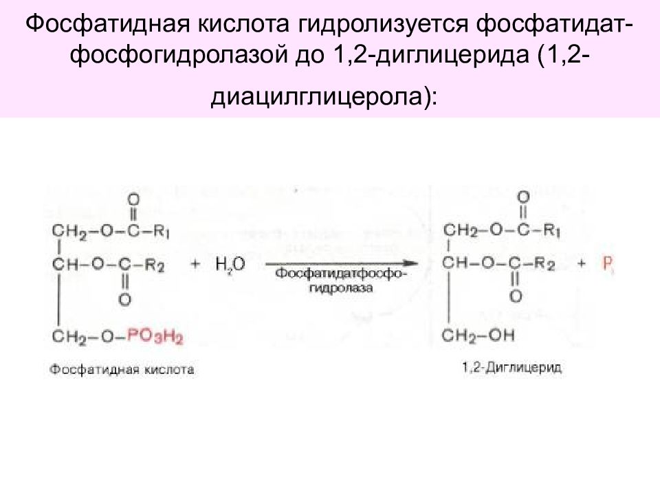 Схема образования фосфатидной кислоты содержащей остатки арахиновой и олеиновой кислот