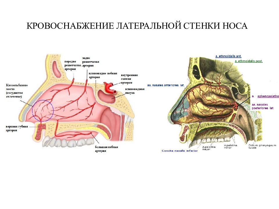 Стенки носа чем образованы