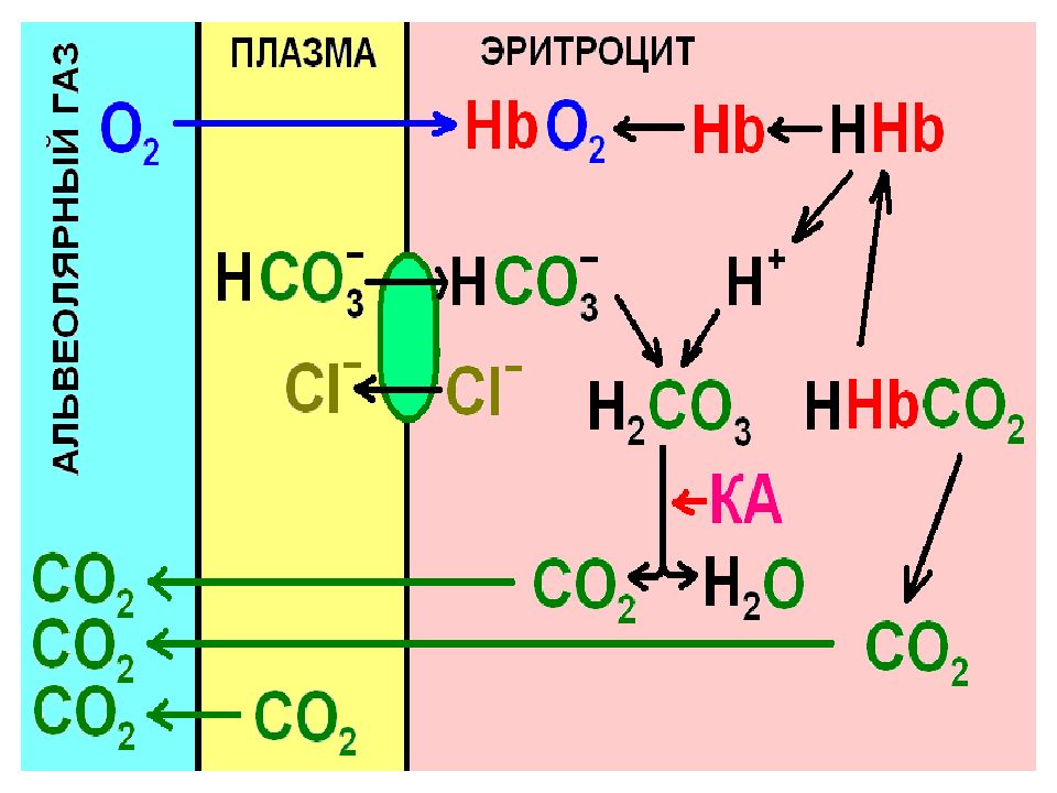 Химическая реакция процесса дыхания. Газообмен биохимия. Газообмен в эритроцитах. Газообмен в тканях биохимия. Газообмен в легких химические реакции.