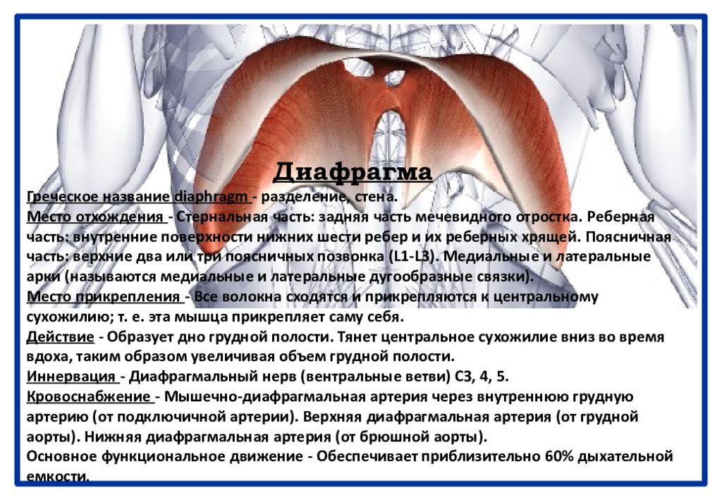 Мышцы диафрагмы грудной. Диафрагма кровоснабжение и иннервация. Иннервация диафрагмы. Кровоснабжение диафрагмы. Анатомия диафрагмы кровоснабжение иннервация.