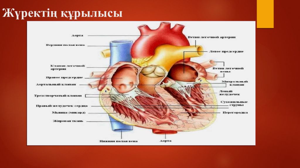 Журек трек. Жүрек физиологиясы презентация. Журектин Ишки курылысы.