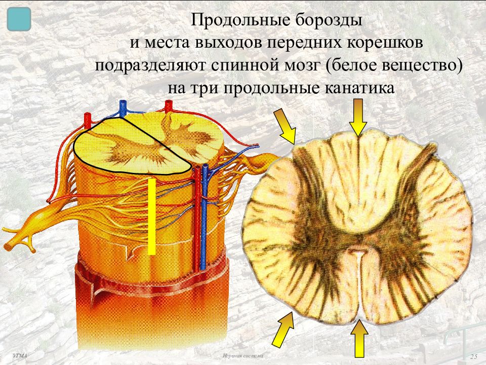 Передний корешок мозга. Задняя срединная борозда спинного мозга. Спинной мозг борозды и канатики. Корешки канатики и рога спинного мозга. Канатики белого вещества спинного мозга.