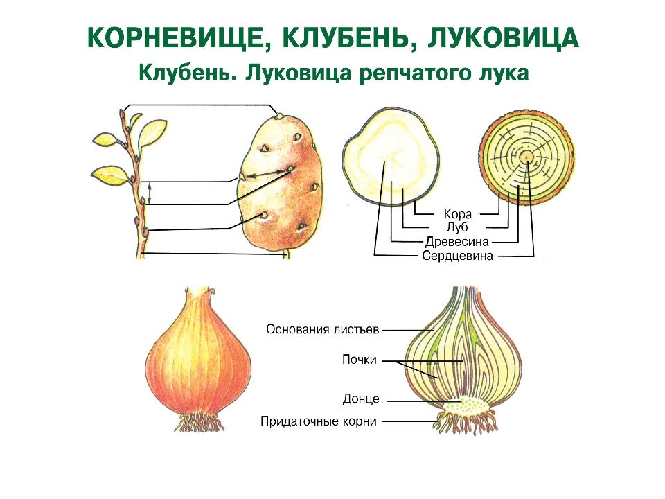 Презентация про строение растительной. Вегетативные органы картофеля