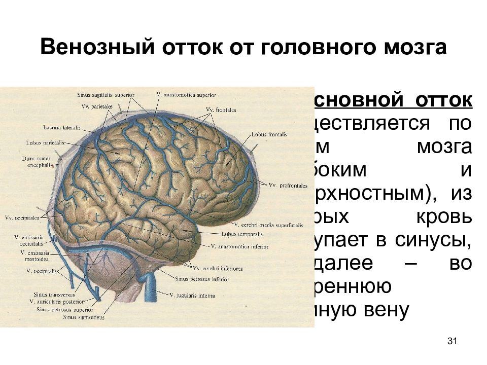 От мозга кровь оттекает. Классификация вен головного мозга. Венозный отток головного мозга. Венозный отток от мозга.