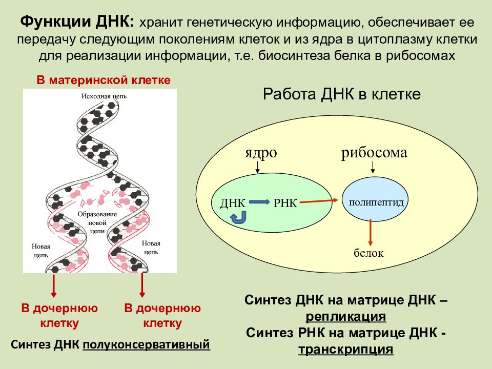 Нуклеиновые кислоты биосинтез белка. Биосинтез белка строение. 3. Строение и функции нуклеиновых кислот. Механизмы передачи генетической информации. Нуклеиновые кислоты РНК.