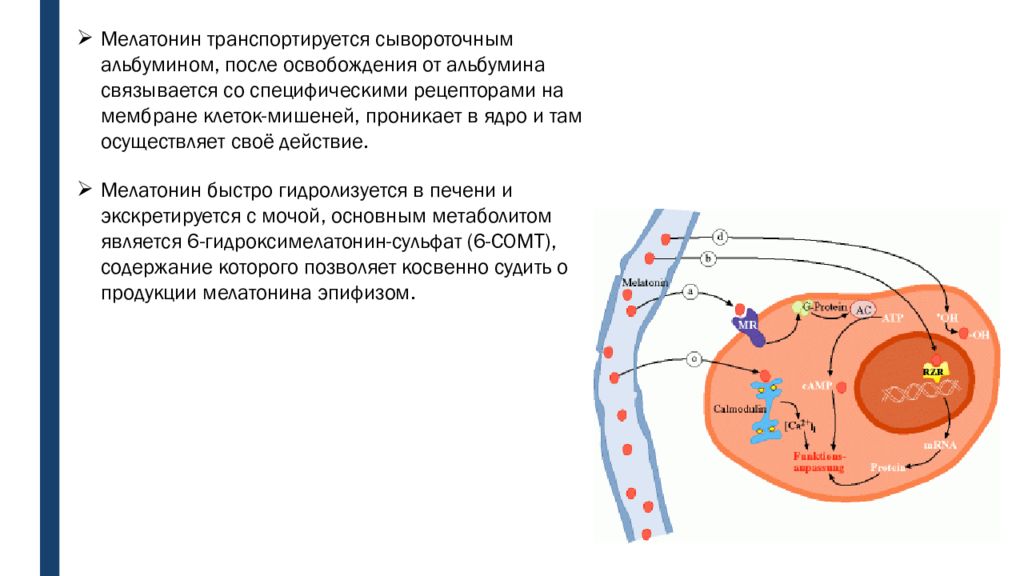 Мелатонин побочные эффекты. Механизм действия мелатонина. Транспорт мелатонина. Мелатонин механизм действия. Мелатонин функции биохимия.