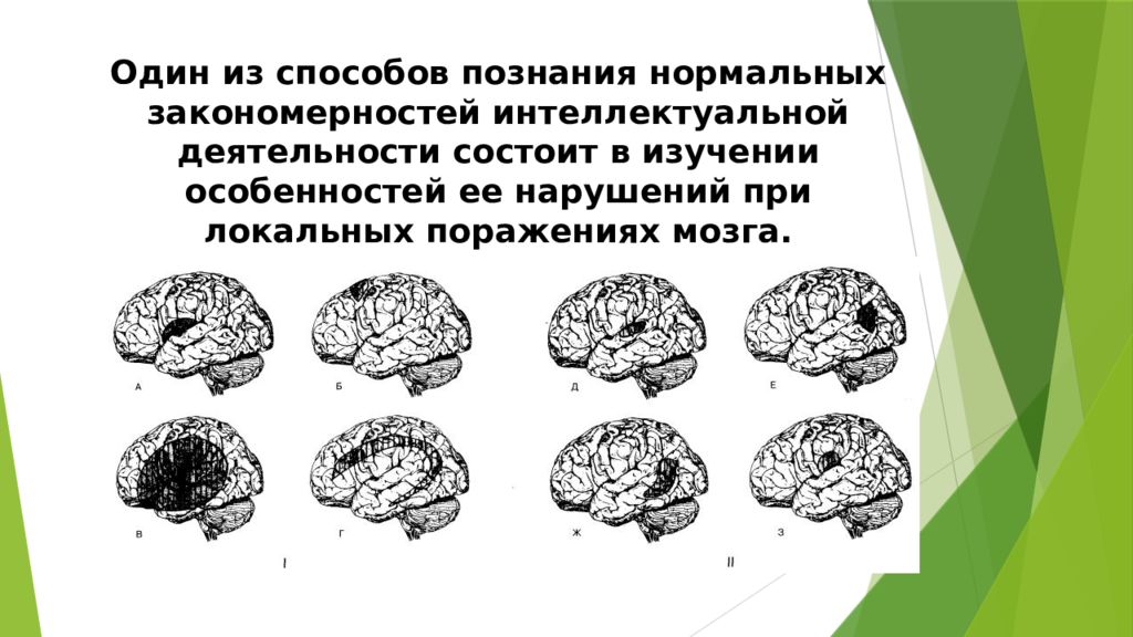 Закономерности интеллекта. Головной мозг человекообразных обезьян. Анатомическая асимметрия коры головного мозга. Строение мозга человекообразной обезьяны. Межполушарная асимметрия и психические процессы.