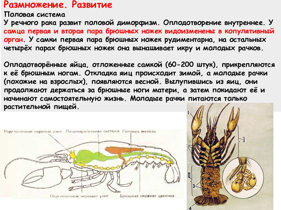 Способ рак. Размножение ракообразных. Половая система ракообразных. Класс ракообразные половая система. Класс ракообразные размножение.