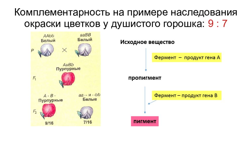 Известно что комплементарные. Пример комплементарности неаллельных генов. Комплементарность примеры. Наследование окраски цветков у душистого горошка. Комплементарность душистый горошек.