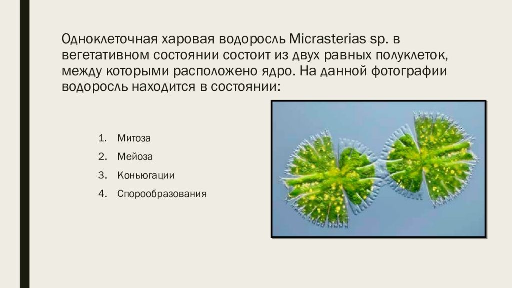 Из перечисленных водорослей. Харовая водоросль микрастериас. Харовая водоросль в состоянии митоза. Одноклеточные харовые водоросли. Харовые водоросли представители.