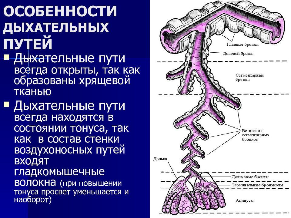 Ткани органов дыхания. Особенности строения дыхательных путей. Особенности воздухоносных путей. Схема строения воздухоносных путей. Общий принцип строения воздухоносных путей.