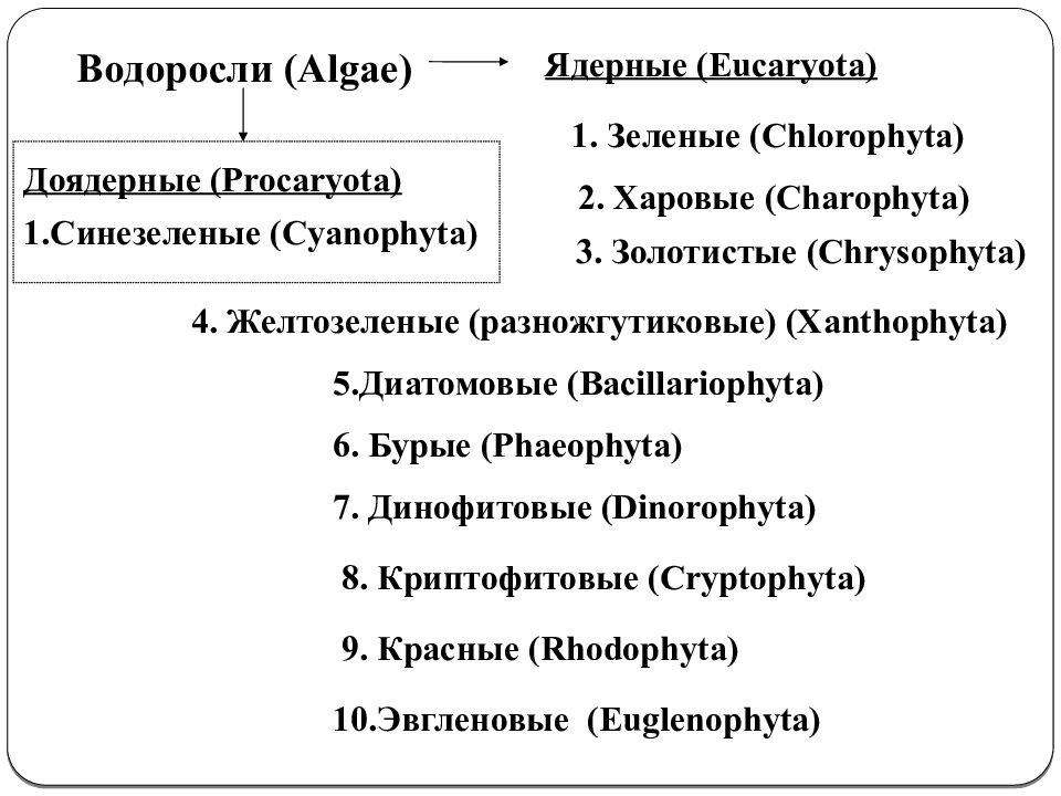 Современная систематика водорослей. Сравнительная характеристика водорослей. Xanthophyta систематика.