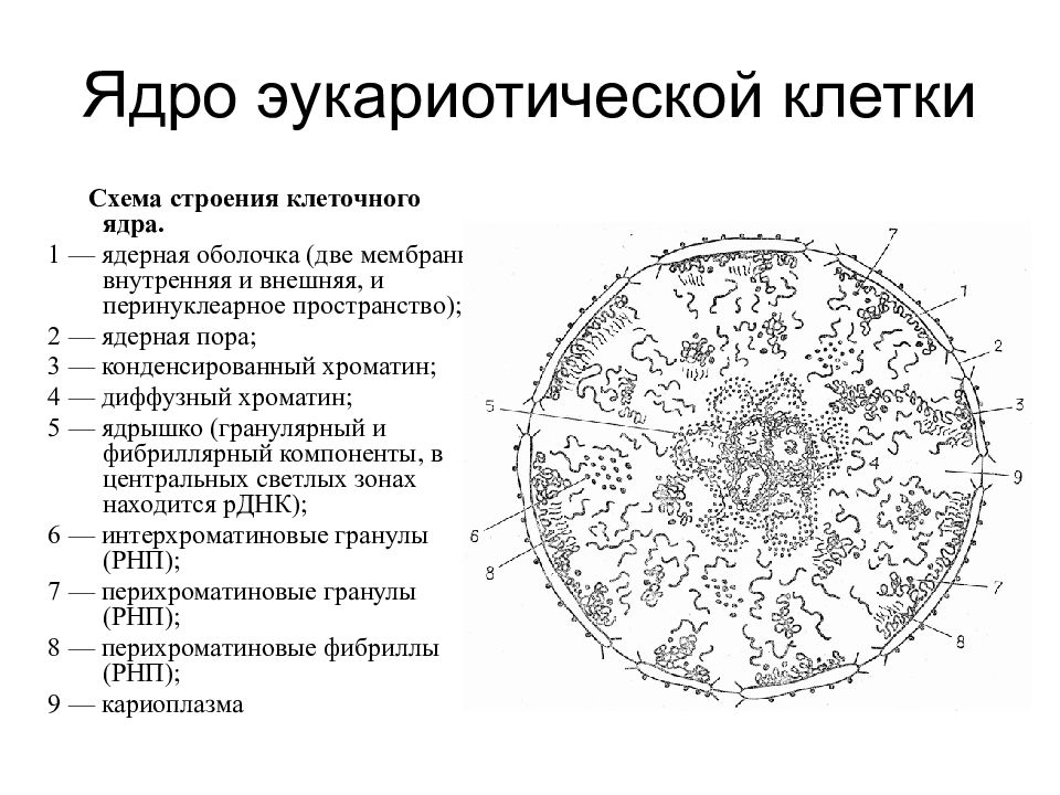 Строение ядра эукариотической клетки презентация 10 класс