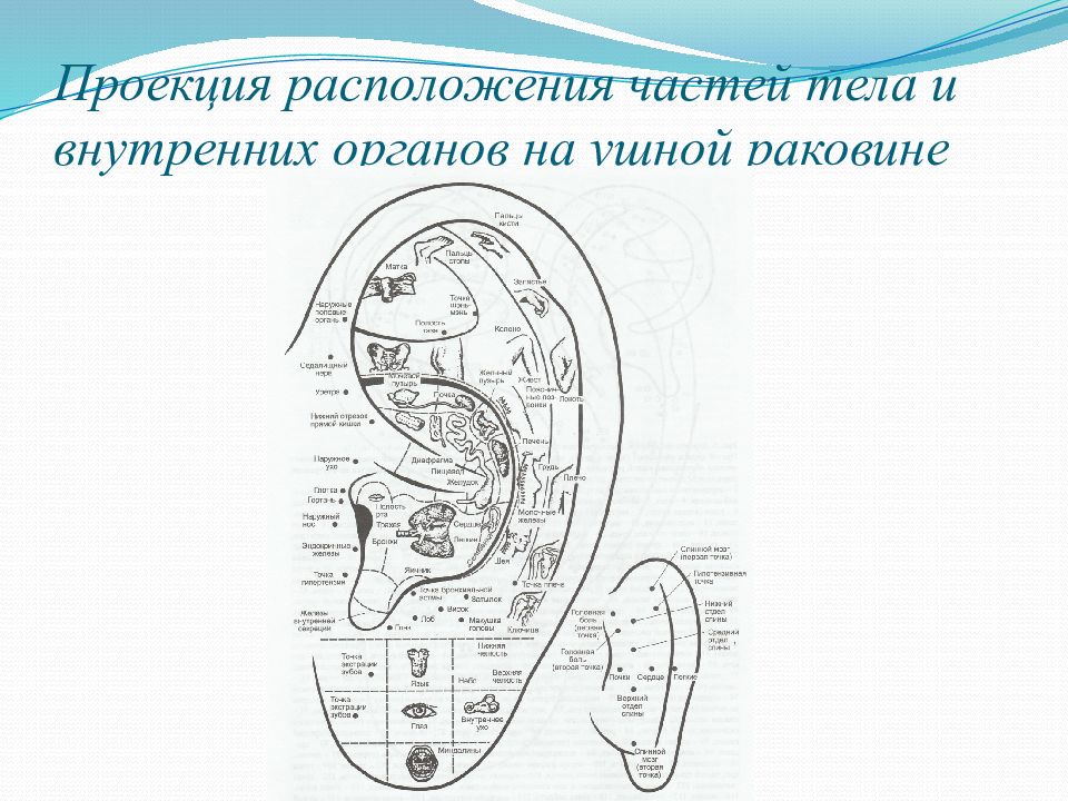 Проекция внутренних органов. Проекция органов на ушной раковине аурикулотерапия. Проекция внутренних органов и частей тела на ушной раковине. Ушная раковина внутренние органы. Схемой проекции внутренних органов на ушной раковине.