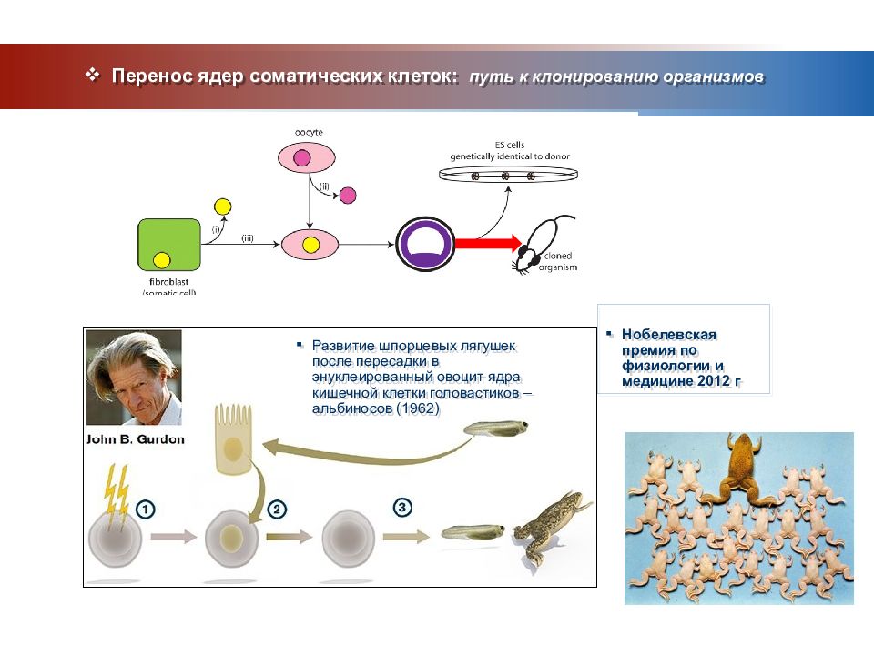 Регенеративная медицина презентация