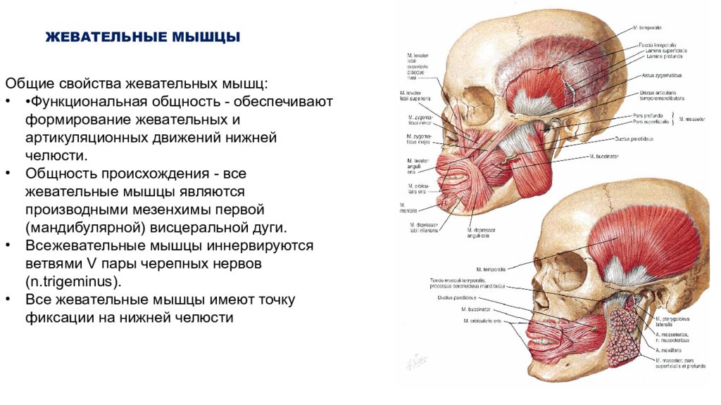 Жевательные мышцы шеи анатомия