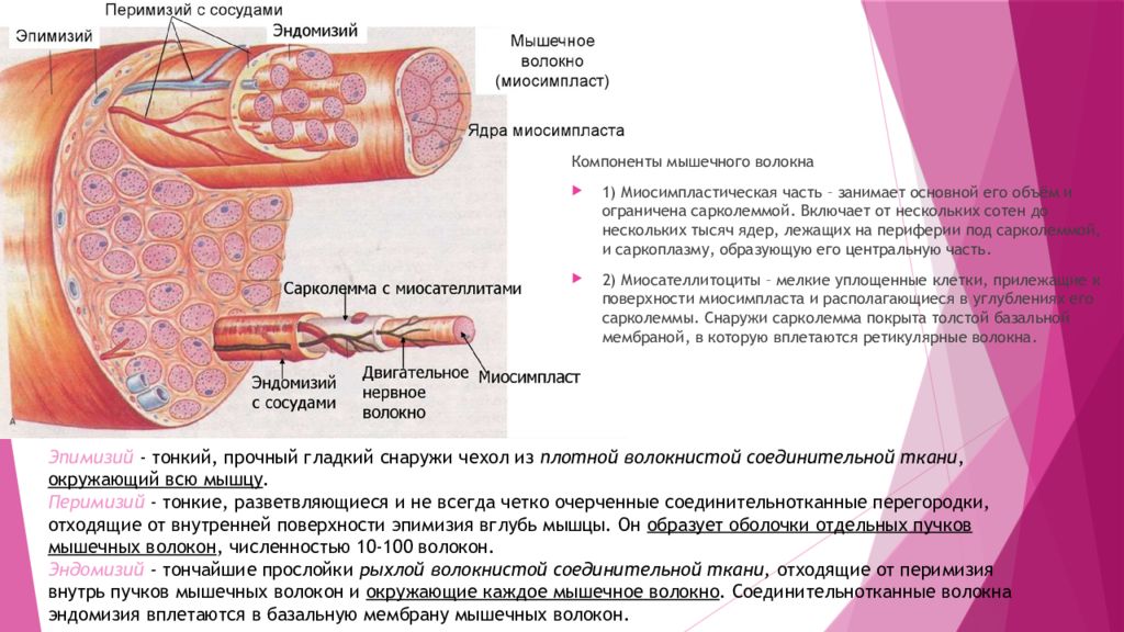 Миофибриллы мышечного волокна. Мышечное волокно миосимпласт. Мышечное волокно миосимпласт. Мезофрагма миофибрилл. Воспаление мышечной ткани.