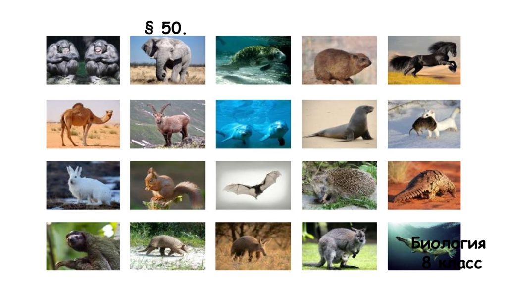 50. МНОГООБРАЗИЕ МЛЕКОПИТАЮЩИХ Биология 8 класс