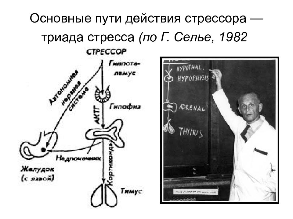 Путь действия. Основные пути действия стрессора — Триада стресса (по г. Селье, 1982). Триада Ганса Селье. Теория стресса Ганса Селье Триада. Триада изменений при стрессе.