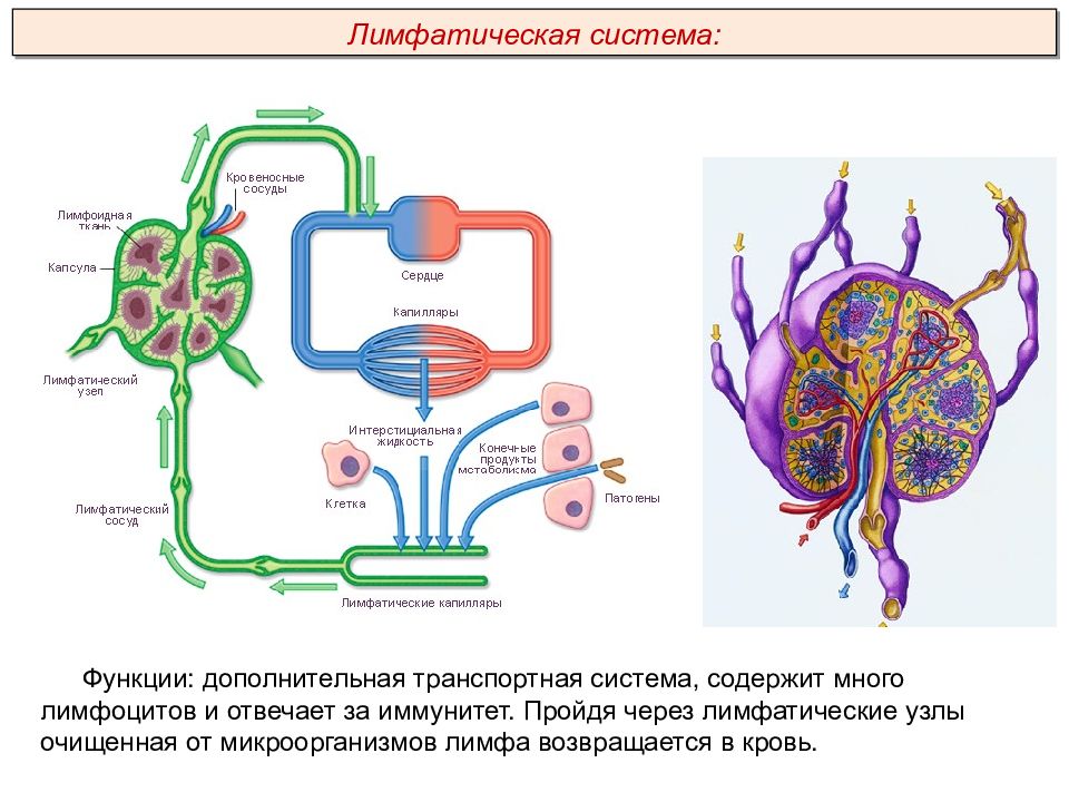 Содержит кровеносные лимфатические сосуды. Транспортные системы кровеносная лимфатическая. Строение лимфатической системы. Превращение крови в лимфу происходит в. Функция кровеносной системы у простейших.