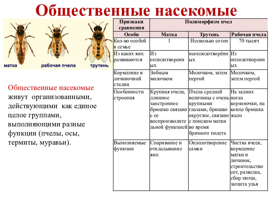 На рисунке изображен способ образования разных групп медоносных пчел в улье какие