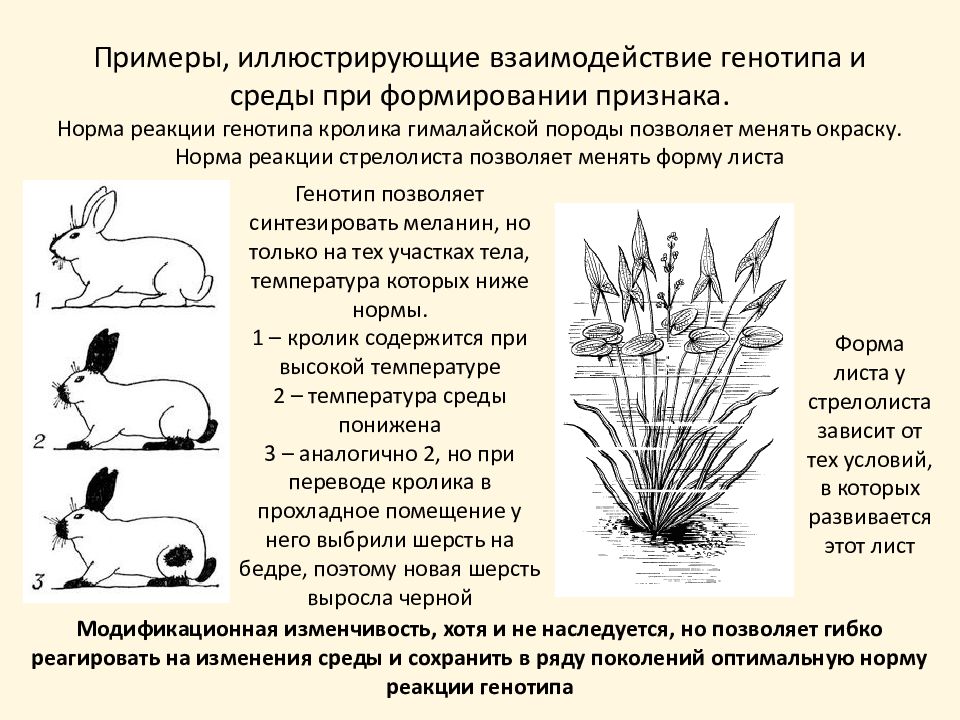 Взаимодействие генотипа и среды при формировании признака презентация