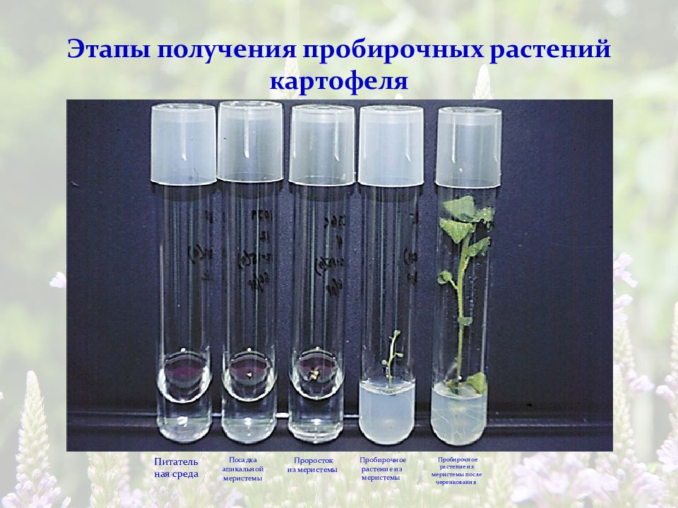 Презентация микроклональное размножение картофеля