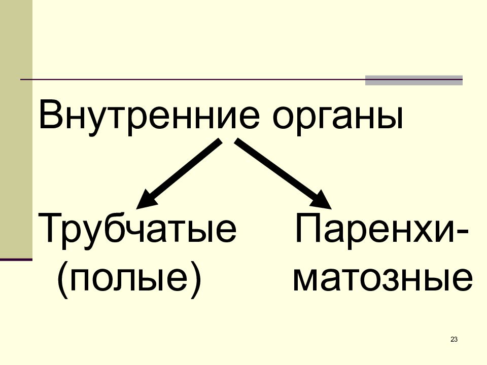 Парные трубчатые органы