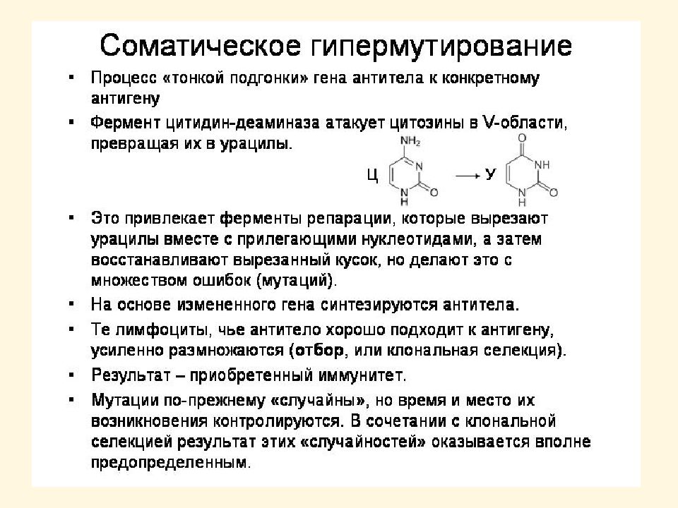 Клонально селекционная теория иммунитета. Клональная селекция. Деамининование деаминаза. В результате гипермутации. Положительная селекция клона.