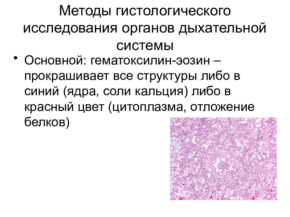 Презентация гистология дыхательной системы