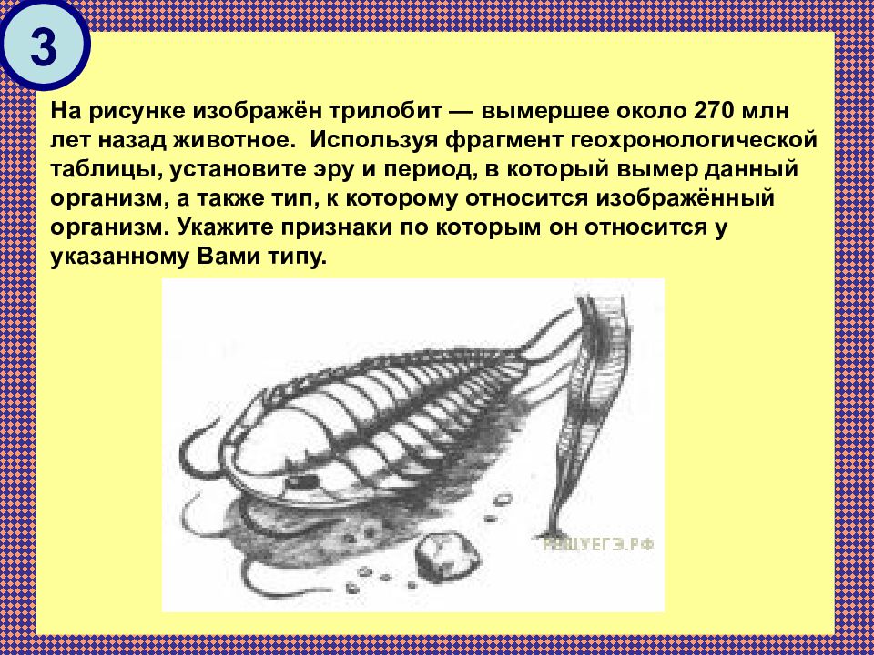 На рисунках изображены череп и реконструкция животного жившего около 270 млн лет назад