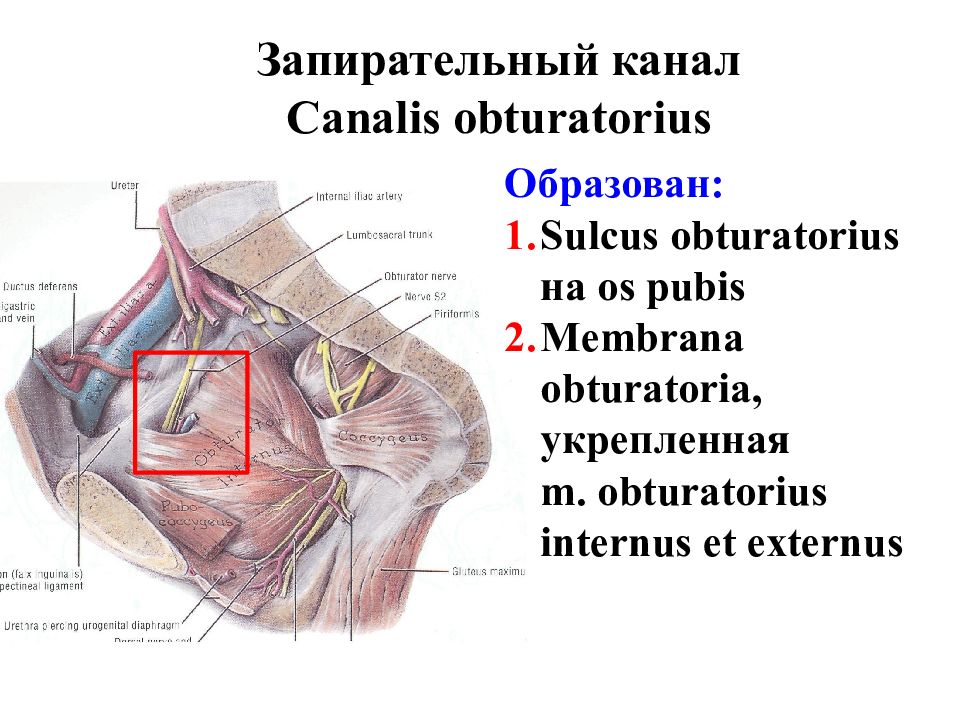 Obturatorius externus мышца