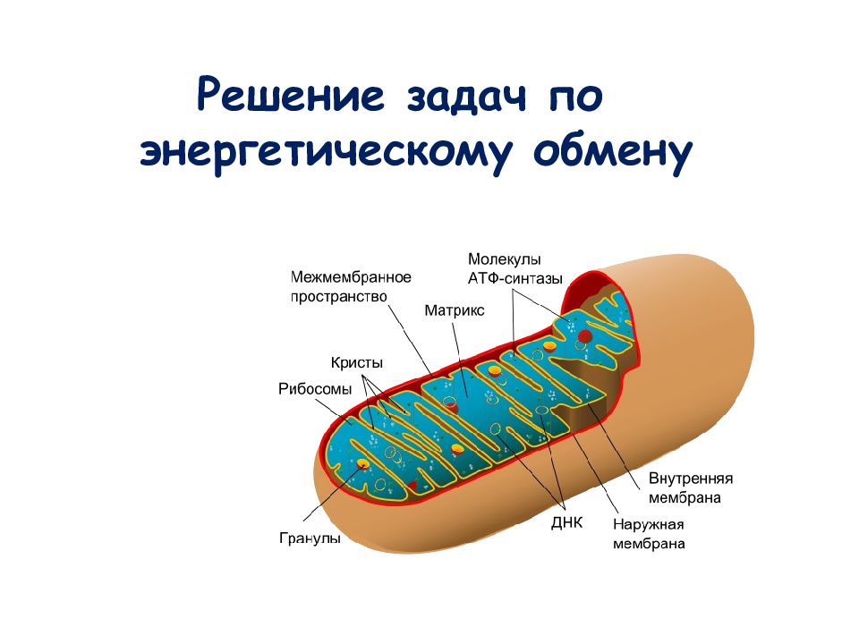 Презентация энергетический обмен в клетке 10 класс