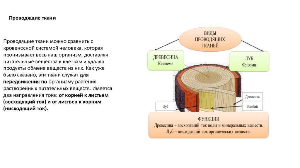 Тест ткани растений 6