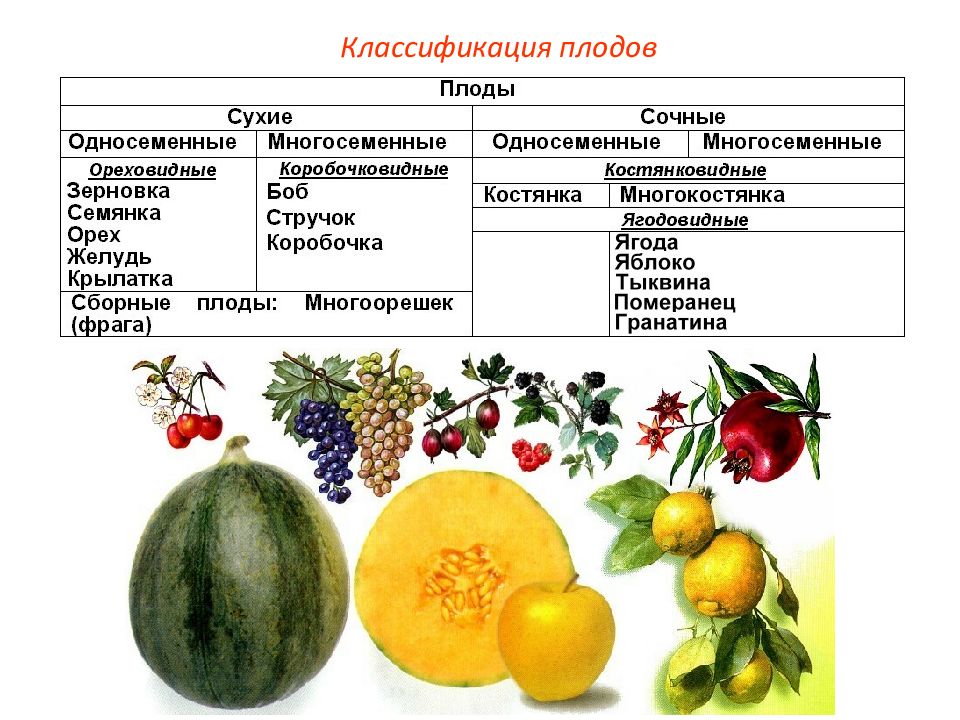 Типы сочных плодов презентация