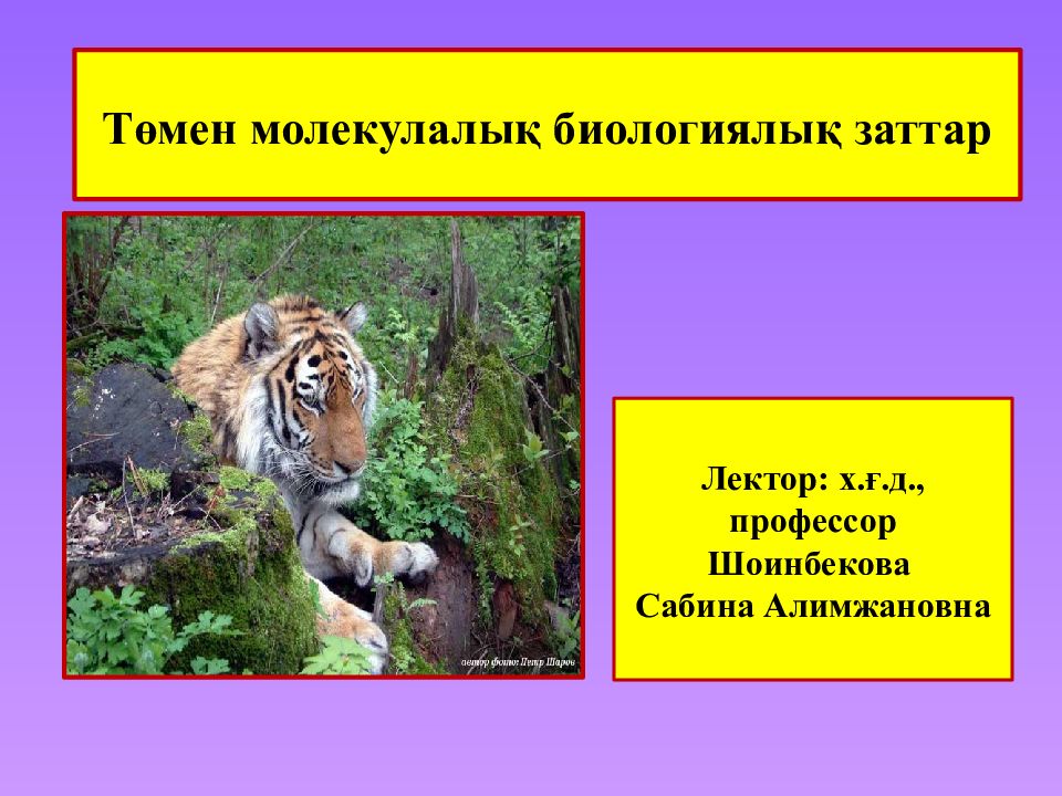 Төмен молекулалық биологиялық заттар Лектор: х.ғ.д., профессор