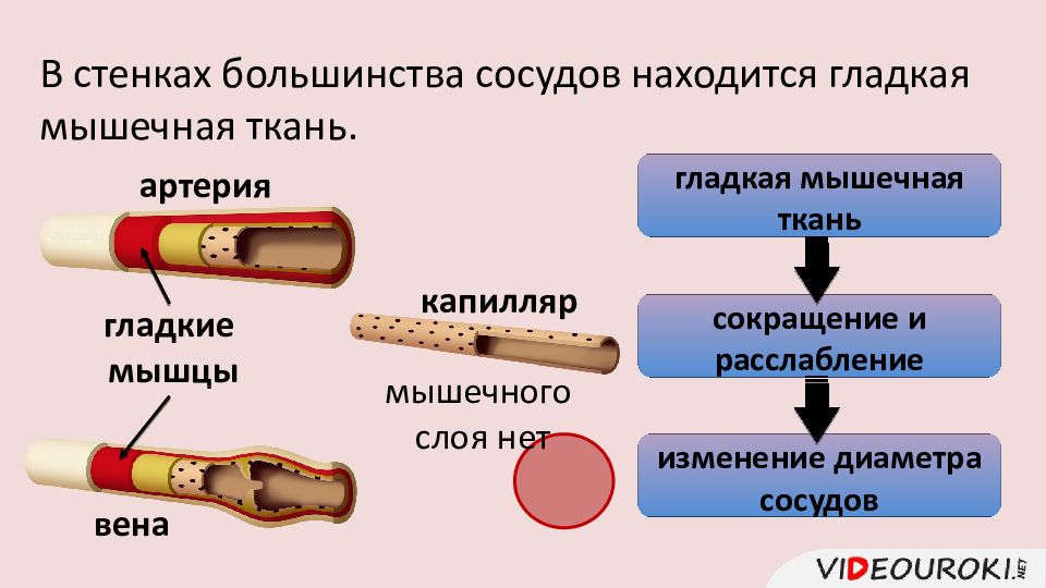 Регуляция работы сердца и сосудов. Регуляция работы кровеносных сосудов. Регуляция работы сердца и кровеносных сосудов. Регуляция работы сердца и кровеносных сосудов таблица. Регуляция работы сердца и кровеносных сосудов 8 класс.