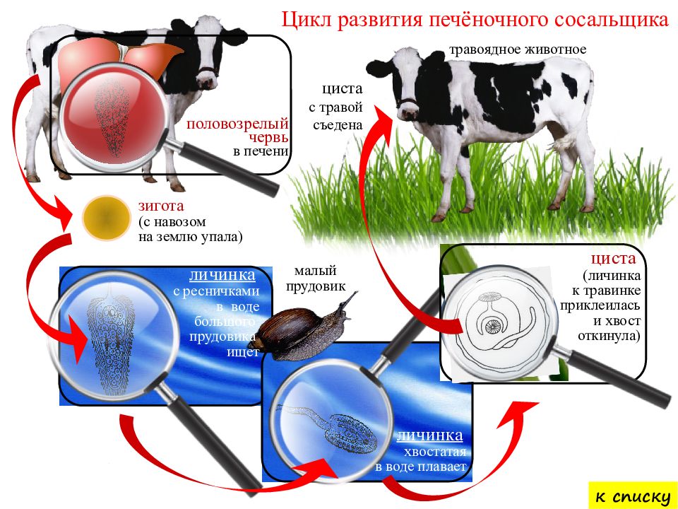 Циклы развития насекомых кузнечик. Жизненный цикл гельминтов. Циклы развития животных. Жизненный цикл развития божьей коровки. Циклы развития животных.