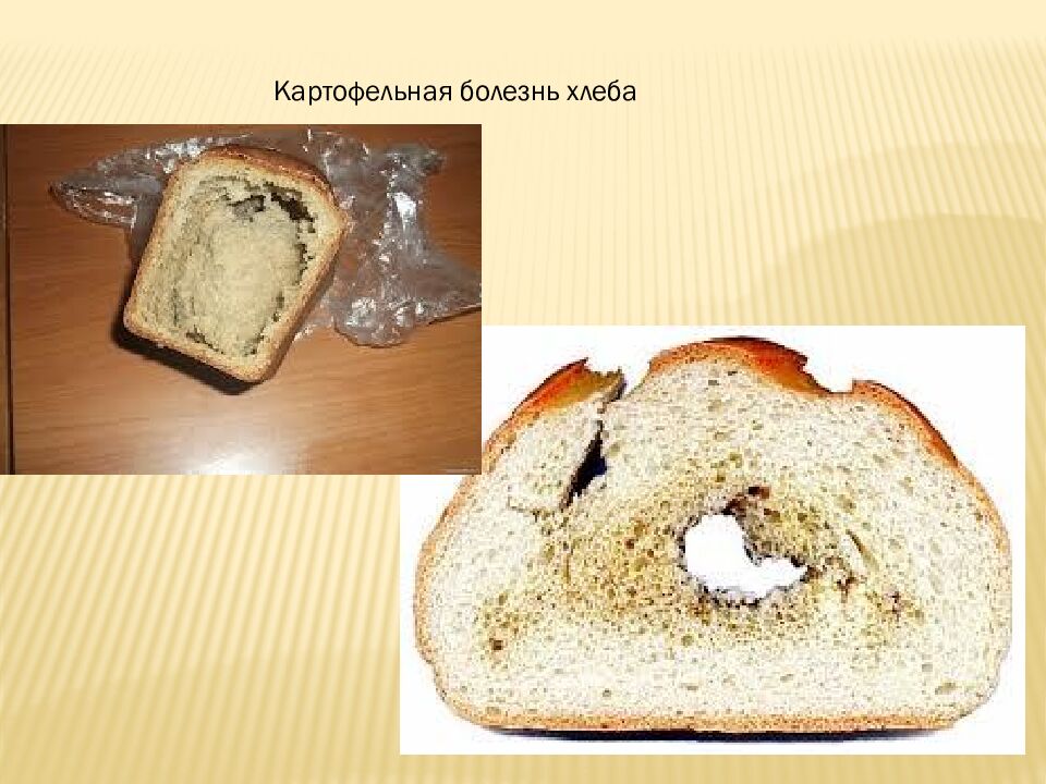 презентация: Тема: «ВИДЫ БАКТЕРИЙ»