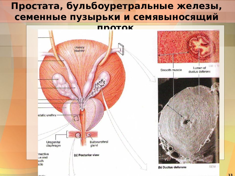 Семенные пузырьки картинки