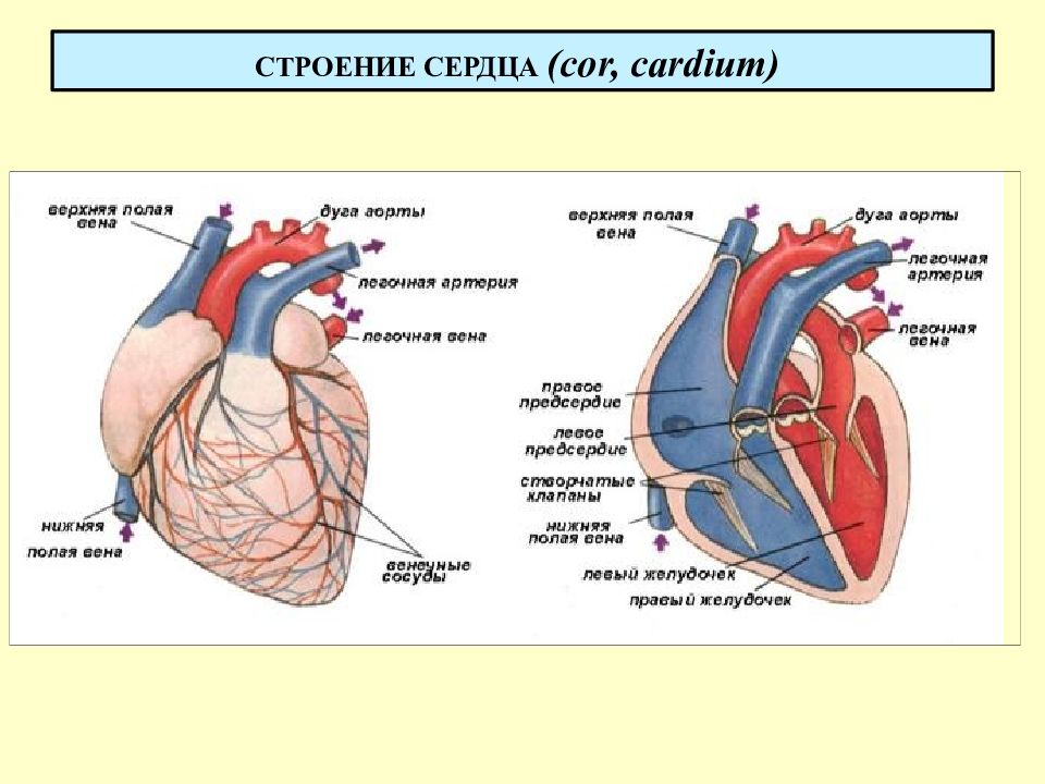 Сердце и сосуды рисунок