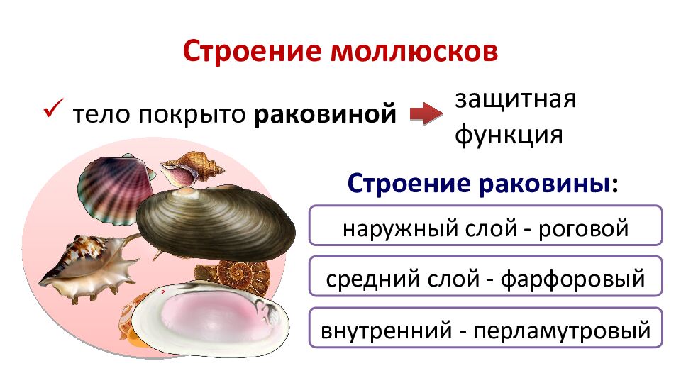 Строение моллюсков