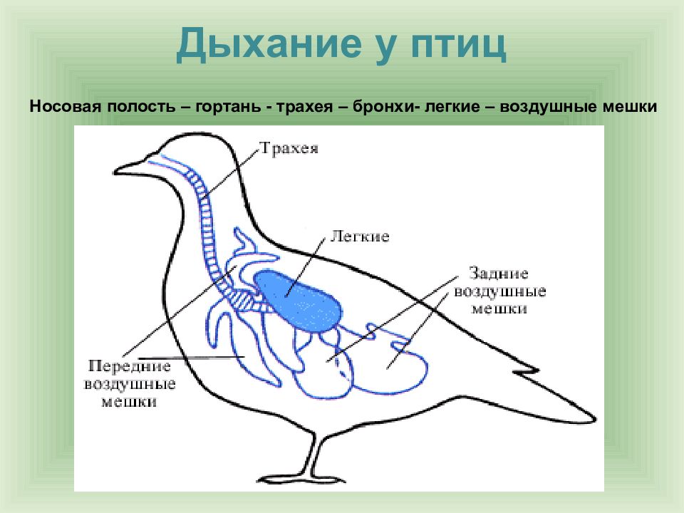 Схема процесса двойного дыхания птицы рисунок