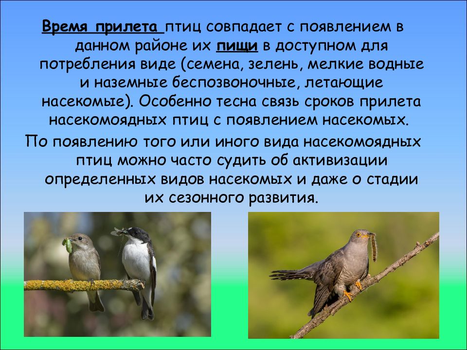 Понаблюдай за какой либо птицей. Сроки прилёта птиц. Сроки прилёта весенних птиц.