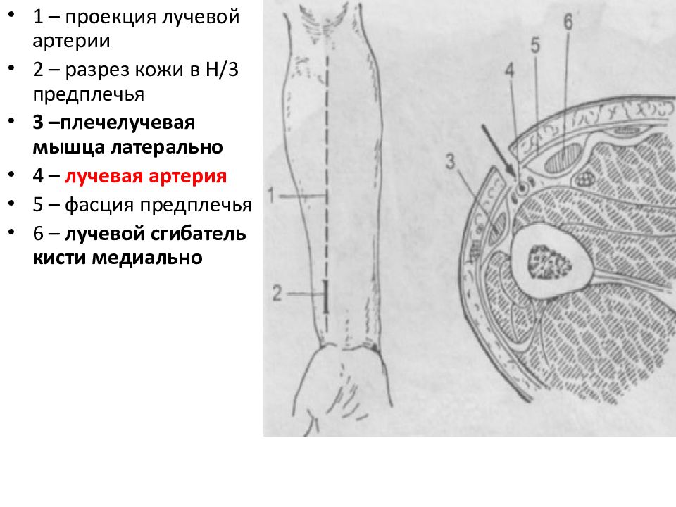 Проекционные линии артерий