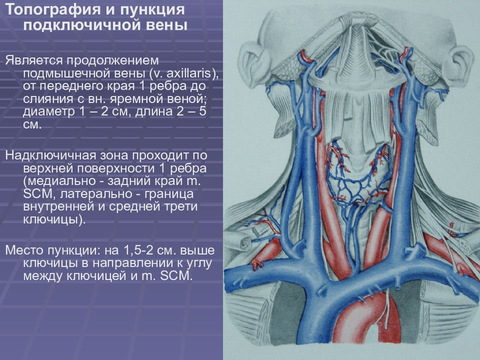 Топографическая анатомия и оперативная хирургия шеи презентация